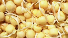 Sprouted pea seeds stock footage. Video of healthy, cooking - 409889040