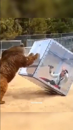 Can You Pet a Bear? 🐻🤔