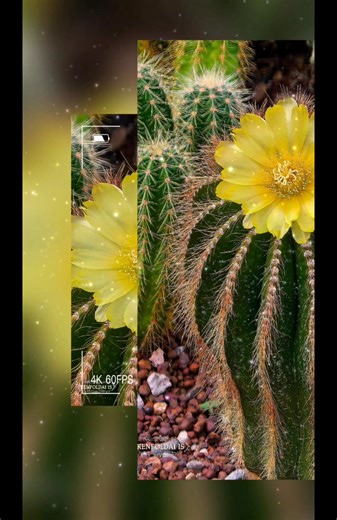 💦 Parodia magnifica : Location Chiang Mai Thailand 🇹🇭 💦 Parodia magnifica is a highly ornamental cactus prized for its blue-green, glaucous stem, neat ribs, and bright yellow flowers that bloom at the crown. 🧚‍♀️ Family: Cactaceae 🧚‍♀️ Origin: Southern Brazil 🧚‍♀️ Growth habit: Globular to short columnar 🧚‍♀️ Size: ~20–40 cm tall; 15–30 cm in diameter 🧚‍♀️ Stem color: Blue-green with a powdery bloom 🧚‍♀️ Ribs: Well-defined, evenly spaced 🧚‍♀️ Spines: Short, fine; yellowish to light br