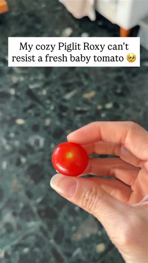 Pubity Pets | Roxy sleeps peacefully until her sensitive sense of smell detects a cherry tomato nearby. Her nap can wait!🤣 Like this content? Follow... | Instagram