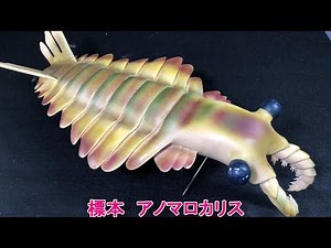 アノマロカリス標本