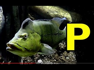 ALPHABET ANIMALS - PHONICS - ALPHABET SONG (Part 17)