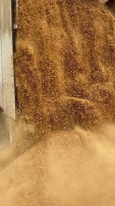 3.4K views · 157 reactions | 2nd of 5 semi loads, we use #almond shell for animal bedding, but it’s used to cover the ground at Dutch Hollow. It’s clean and affordable, easy to walk on vs using hay or bare dirt. Gives the farm a fresh look. | Dutch Hollow Farms | Facebook