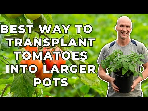 Best Way To TRANSPLANT Tomato Plants - How Deep To Plant Tomatoes