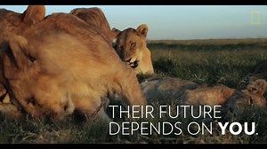 72K views · 2K reactions | Lions worldwide are under threat—for many populations, local extinctions are imminent. Losing these majestic creatures would create a devastating impact on our ecosystem. | National Geographic Society | Facebook