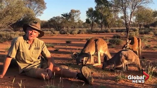 Roger, the unbelievably ripped kangaroo, has died