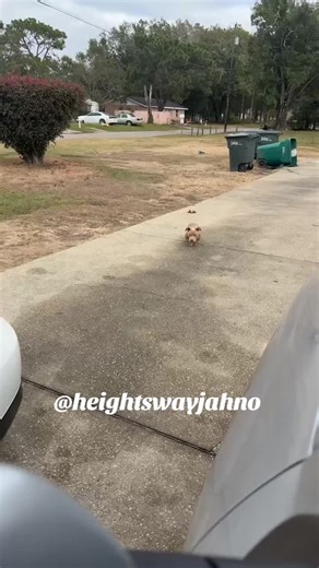 Cute Puppy Dance to the Beat