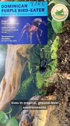 Meet Zorro 🕷️ Dominican Purple Bird-Eater | Watch Him Grow!(Day 8)