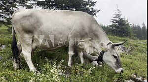 Cows grazing on the Alps in Switzerland. Swiss Brown cattle ( Braunvieh ) in the mountains on the meadow