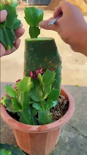 Cactus Grafting for Beginners 🌵 Easy Step-by-Step Tutorial!