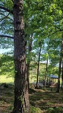 Light Language Illumination | Talking to the Tree Spirits