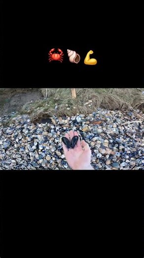 MR KRABS? 😮🦀🐚 #fishing #beach #crabs #mussels #shellfish #Sea #ocean #adventure #wildlife #wild #fyp