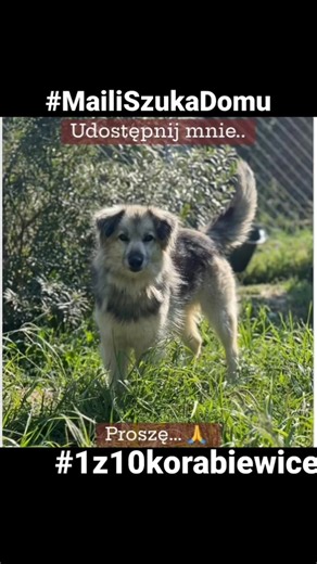 7.3K views · 213 reactions | MAILI  Płeć: samica Data urodzenia: ok....