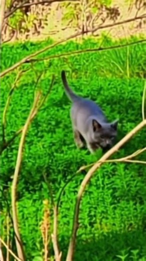 Amazing Wild Cat Moments | Powerful Hunting & Rare Footage"