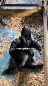 Majestic Honey Badger Behavior Caught on Camera