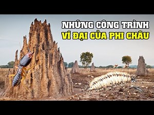 Lâu Đài Của Loài Mối | Khám Phá Thế Giới Động Vật Hoang Dã