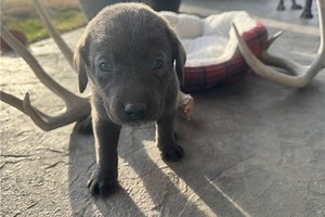 Chipper - Labrador Retriever Puppy 8B398D
