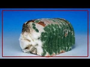 Spoilage and Wastage of Food