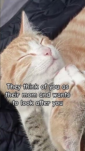 how your cat sleeps?