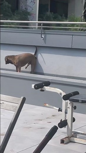 Dog installing security system 🤣