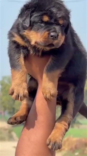 🐼🐶Rottweiler Female Puppy😈👿