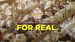 See how chickens are actually raised. | ChickenRoost