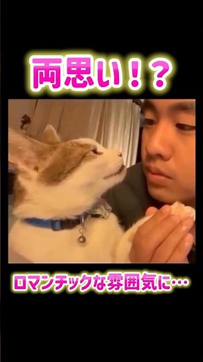 Both thoughts!?️ Romantic relationship💕 #cat #cute #laughs #pets #funny #shorts