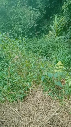 Ke nào chan trâu ăn là giang của tôi thì xem cho cẩn thận không phải thả bờ như thế đâu nhé | Bồn Thị Châm Châm