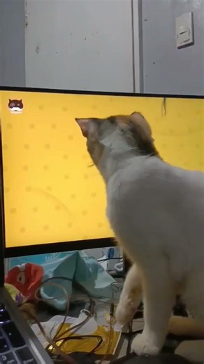 BiBi curious watching
