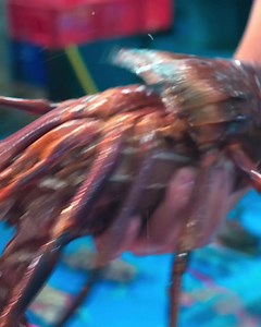 Soak up the unique cinematic atmosphere of Hong Kong. Explore vibrant markets and nightlife with Malaysian pop star Min-Chen. | Discover Hong Kong