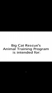 8K views · 75 reactions | OPERANT CONDITIONING~part 3 of 15~~find out more about the operant condition program at Big Cat Rescue, the purpose, how it is carried out for the cats and training involved for the keepers. #BigCatRescue #BigCats #Rescue #Conservation #Wildlife #Sanctuary #Florida #OperantConditioning #Training #NeedToKnow #Interesting #Information #CaroleBaskin | Big Cat Rescue | Facebook
