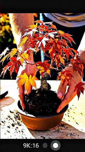 Japanese Maple Bonsai Care 🌿🍁 | 30s Fast Routine | Nature Diary #shorts