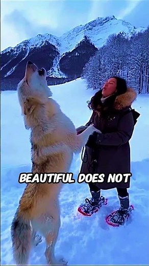 The Wolf Is More Powerful Than You Think 🐺😱#Shorts #Wolf #Wolves #WolfFacts #Wildlife #animalshorts