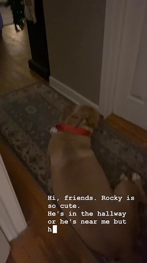 Rocky made his choice at the end sis and brother won! 🐾🤣#rocky #bestfriend #sis #brother #bestdogever | Heather Michelle