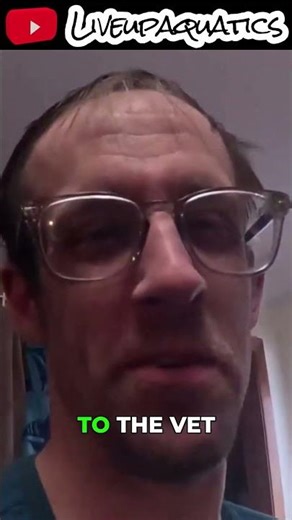 Cleaning Tank Before Bad News at the Vet #frog #animals #fishtok