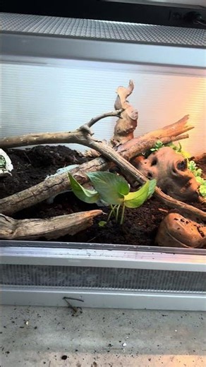 Setting up my African house snake enclosure