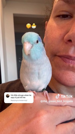 Understanding Bird Talking Abilities in Parrotlets