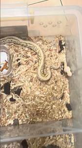 Rare Pink Ball Python #ballpythoncare