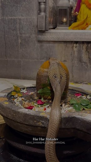 Jai Maha Kali on Instagram: "Witness the enchanting divinity of a snake coiling around the Shivling, radiating divine bliss. ॥ कर्पूरगौरं करुणावतारं संसारसारम् भुजगेन्द्रहारम् । सदावसन्तं हृदयारविन्दे भवं भवानीसहितं नमामि ॥ “Karpur-Gauram Karunaavtaaram Sansaar-Saara Bhujagendrahaaram Sadaa Vasantam Hridyaravinde Bhavam Bhavaani Sahitam Namaami” Meaning “I bow to the One (Shiva) who is as pure as camphor, compassion personified, the essence of the world, has the serpent as garland, resides in th