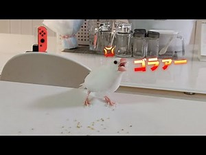 A cute Java sparrow who gets angry soon.