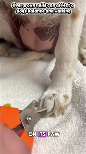 These Dog's Nails Were Shockingly Overgrown #DogCare #Vet