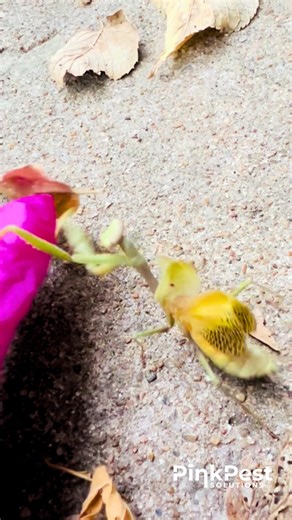 Ever seen a mantis strike? Strike speed: Mantises can strike their forelegs in less than 50 milliseconds to catch prey—that’s faster than a blink of an eye (which is about 100–400 ms). Reaction time: Their reaction is so quick that even fast-flying insects like flies can be caught if the mantis times it right. Hunting technique: They rely on stereoscopic vision (binocular vision) to judge distance and speed, allowing pinpoint accuracy in their strike. Foreleg design: Their raptorial legs have sp