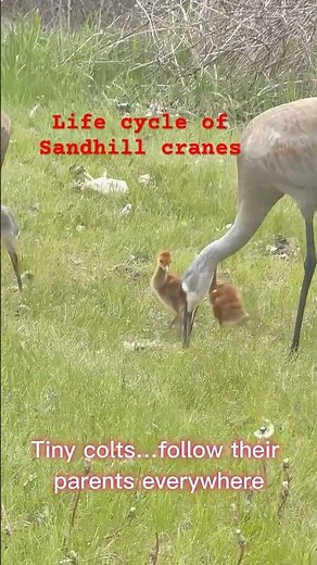 The Life cycle of a Sandhill crane is amazing♥️#nature #viral #sandhillcranes
