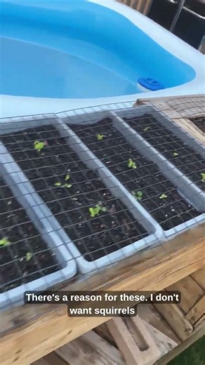 How To Stop Squirrels From Digging In Your Planters