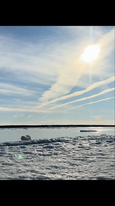 The Churchill River broke yesterday evening: May 27th, 2025. Turn up the volume to hear the sounds of Spring from the shoreline…eider ducks, geese, frogs, and melting ice to name a few. Now we wait for their return. ☺️🐳🩷 | SUP North