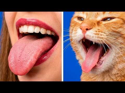 Pawsome Prison Break: Kitty's Candy Caper! 🍬🐱