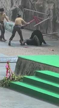 From Show to Scare — Bear Attacks Trainer Off-Camera