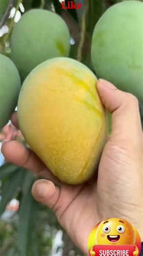 Fresh Ripe Mango Cutting 🥭 | Farm Fresh Mango ASMR #shorts#mango #viral #trending