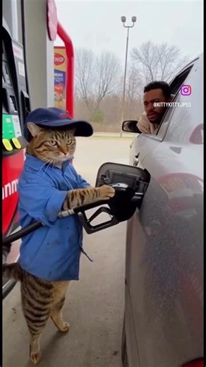 You Picked The Wrong Cat To Try! 🤣