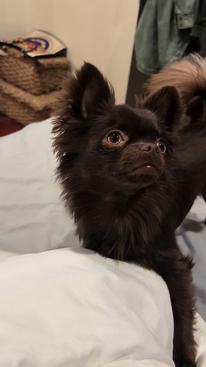 Caring for Your Chihuahua Puppy: Flossing Tips